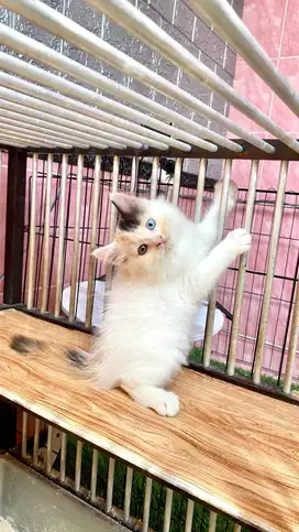 calico odd eye rare