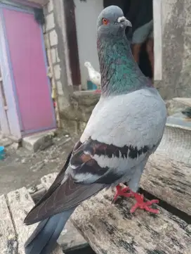 MERPATI KENTONG TINGGIAN
