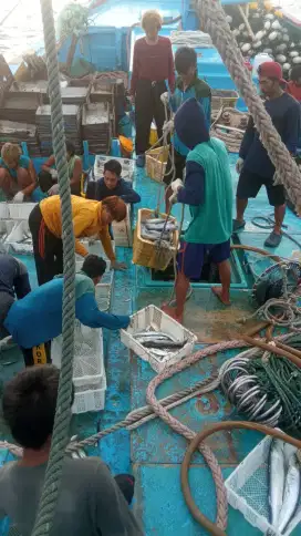 Butuh abk kapal secepatnya