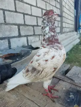MERPATI TINGGIAN