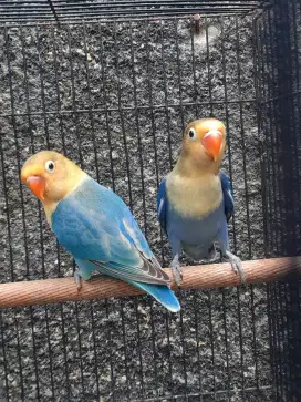 Lovebird PB Turquis