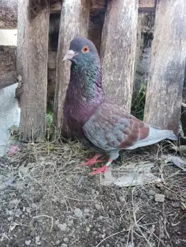 MERPATI KENTONG TINGGIAN