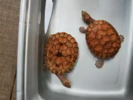 Kura kura Dada merah kura damer cerah 2 ekor