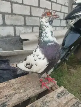 MERPATI KENTONG TINGGIA