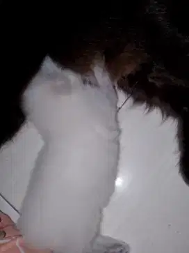 Jual kucing anakan persia