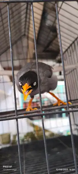 Jalak Omas/Kebo Gacor