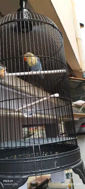 lovebird farblue fullset