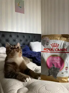Kitten bsh 5 bulan jantan