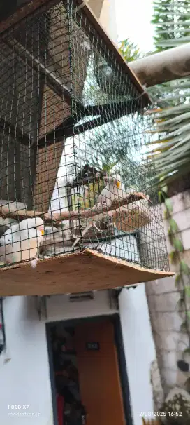 Parkit sepasang