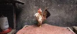 Ayam serama blujur tipe hias/breeding