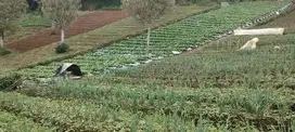 di jual lahan kebun subur dan dingin di gekbrong cianjur