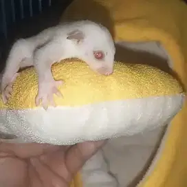 sugar glider creamino