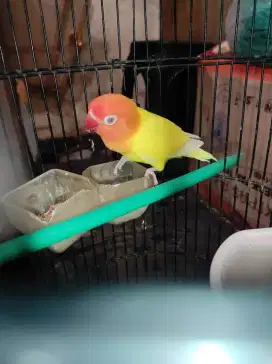 LOVEBIRD LUTINO MATA MERAH