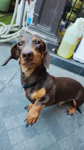 Anjing Tekel / Dachshund