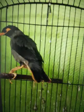 Dijual Jalak Pakistan sudah bunyi