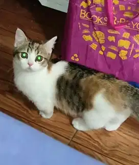 Kucing british shorthair munchkin bsh
