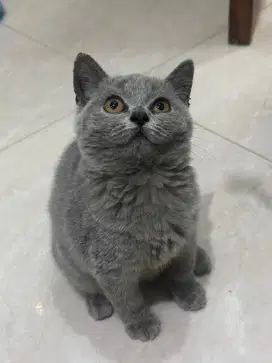 BSH blue solid kitten 2 bulan all betina parent ped wcf & cfa