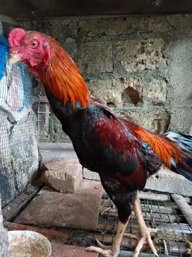 ayam bangkok muda