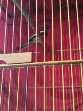 Kacer Dada Hitam Trotol Jantan