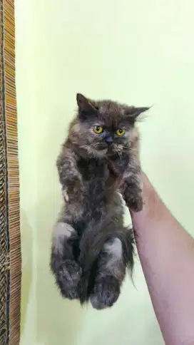 Flatnose tortie betina