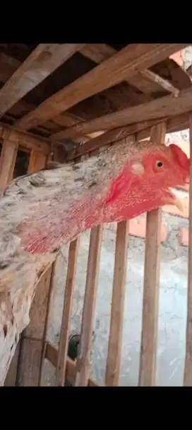 Ayam Shamo Jantan 3 Color