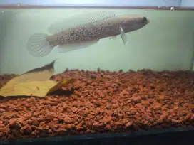 Channa Stewarti 10cm