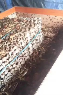Petani JANGKRIK