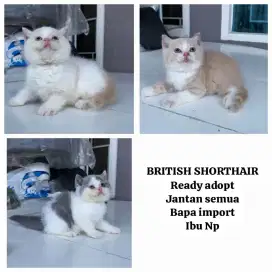 BRITISH SHORTHAIR KITTEN