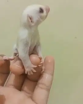 sugar glider creamino redeye