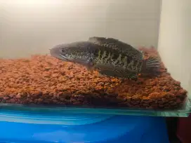 Ikan Auranti size 17cm++
