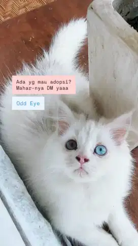 Kitten Kucing Persi 2.5 bulan