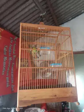 burung gacor 500.000 nego tipis