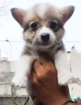 Jual anakan corgi