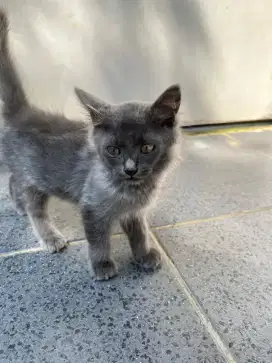 OPEN ADOPT Anak British Short Hair