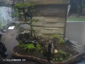 Bonsai anting Putri kayu fosil