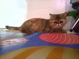 Kucing peaknose ekstrim