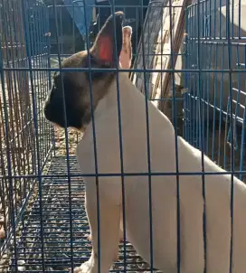 French bulldog betina