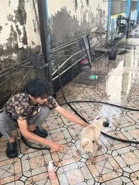 anjing cihua hua