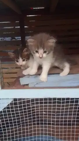 Persimed x Munchkin peranakan, indukan + spasang anakan