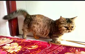 Kucing munchkin peaknose