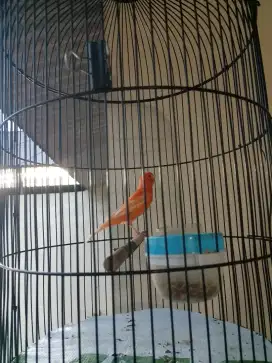Burung kenari gacor