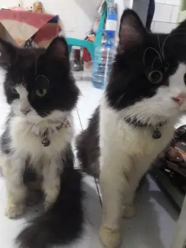 Adopsi sepasang kucing Anggora
