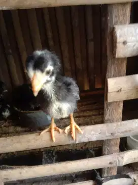 Anak ayam kampung