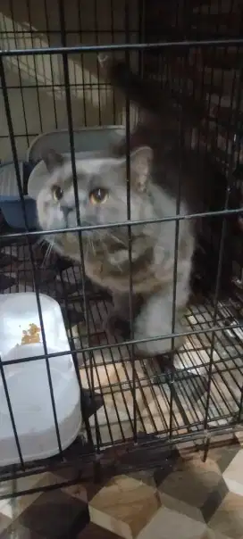 Jual kucing persia Jantan