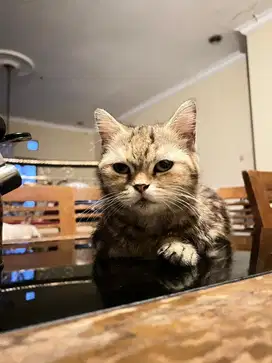 Kucing munchkin minuet betina