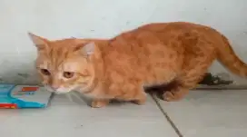 Kucing munchkin red tabby