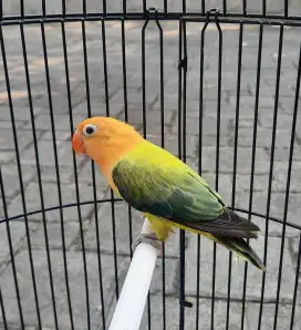 Lovebird Biola Aqua Euwing Jantan Dewasa
