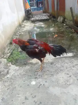 Ayam birkok muda