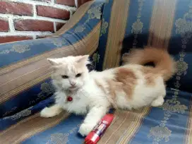 Lepas Adopsi Kucing Persia Betina