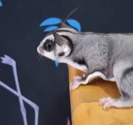 Jasa mandiin sugar glider